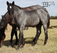 Saltys Fireball MA's 2021 blue roan colt
